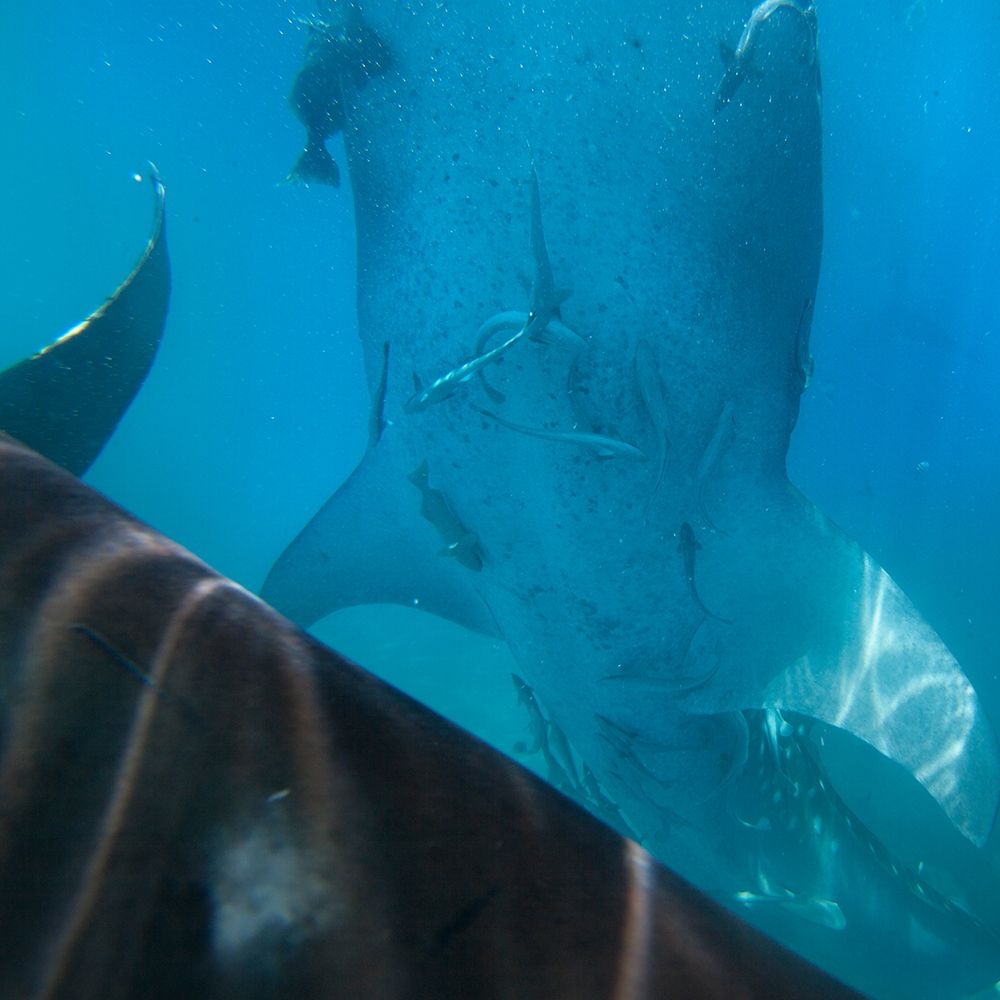 Whale shark at Oslob Whale Shark Sanctuary-Cebu-Philippines art print by Tim Fitzharris for $57.95 CAD