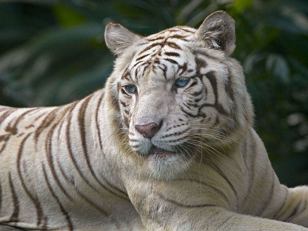 Bengal Tiger White Subspecies art print by Tim Fitzharris for $57.95 CAD
