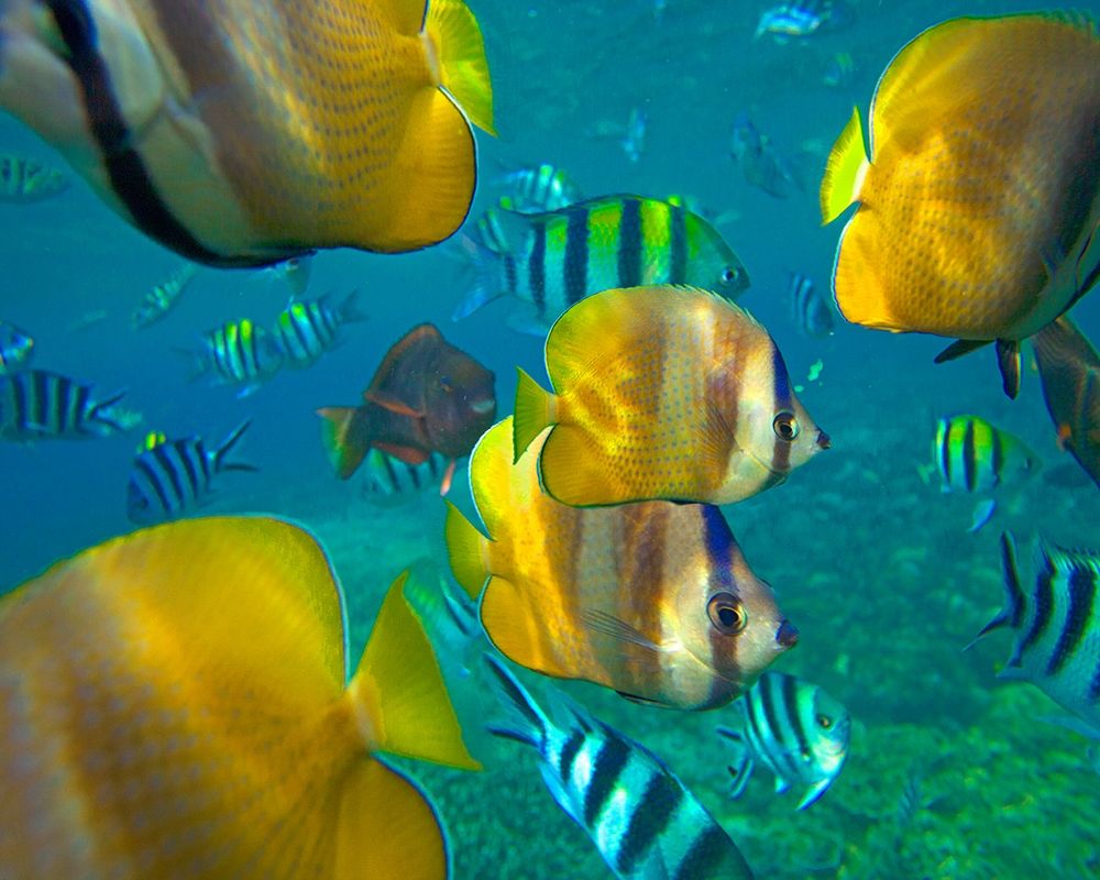 Blacklip Butterflyfish-Parrotfish-Sergeant Major Fish-Negros Oriental-Philippines art print by Tim Fitzharris for $57.95 CAD