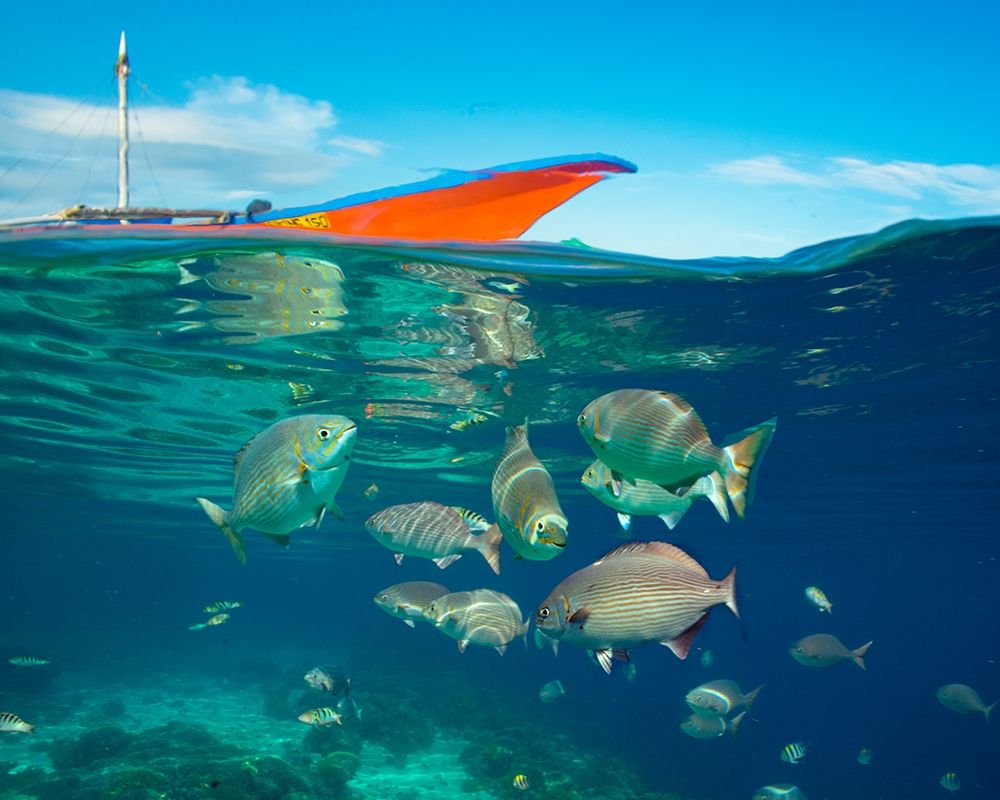 Rudder fish-Negros Oriental-Philippines art print by Tim Fitzharris for $57.95 CAD