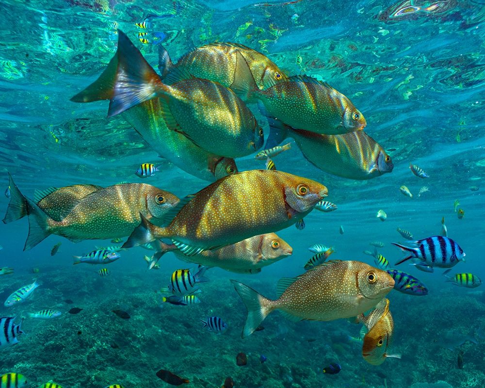 Rudder fish-Negros Oriental-Philippines art print by Tim Fitzharris for $57.95 CAD