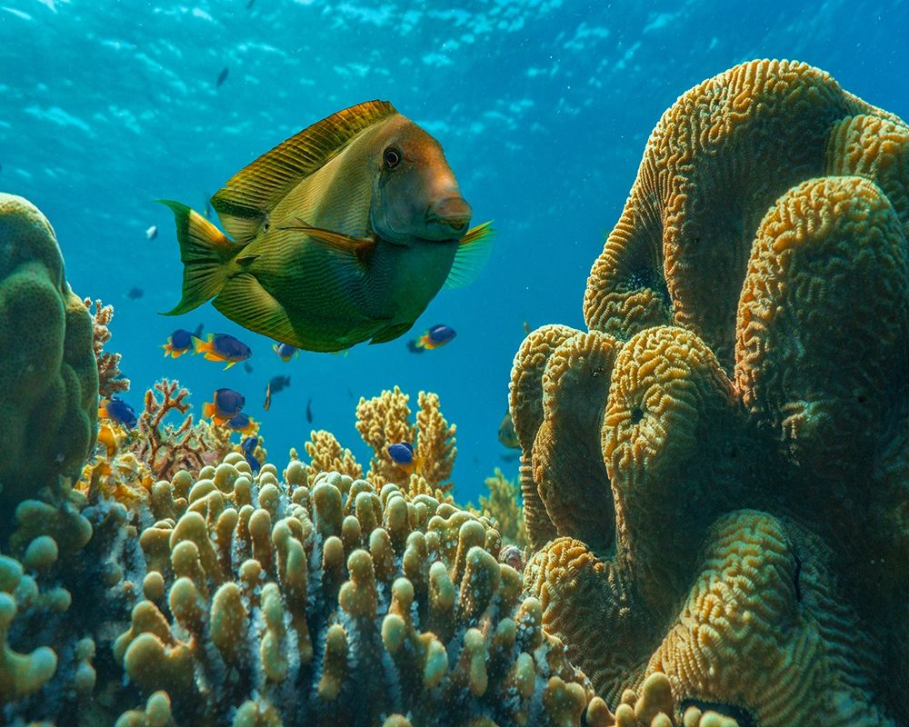 Tang fish and brain coral-Bohol Philippines art print by Tim Fitzharris for $57.95 CAD