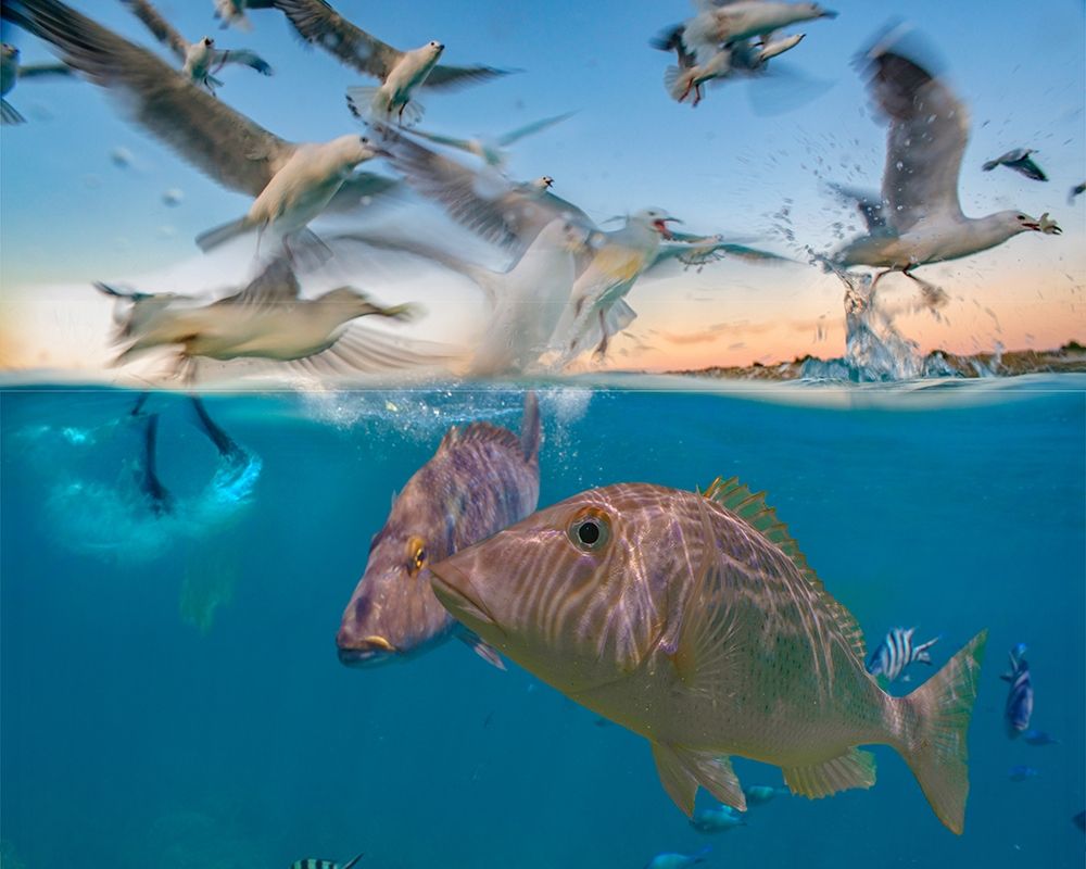 Snapper and gulls-Coral Coast-Western Australia art print by Tim Fitzharris for $57.95 CAD