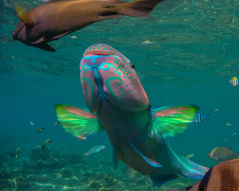 Parrot fish-Negros Oriental-Philippines art print by Tim Fitzharris for $57.95 CAD