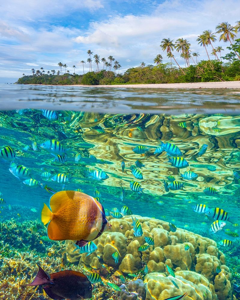 Coral and butterfly fish at Cadlao Island-Palawan-Philippines art print by Tim Fitzharris for $57.95 CAD