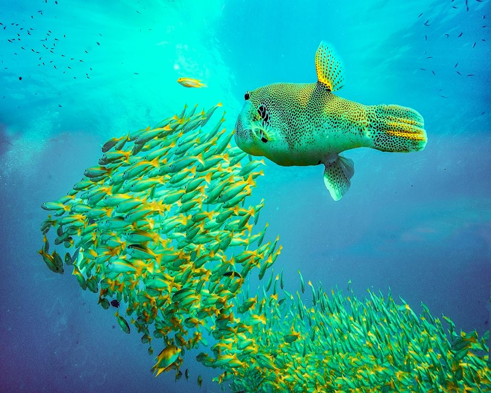 Puffer fish and yellow snapper-Miniloc Island-Palawan-Philippines art print by Tim Fitzharris for $57.95 CAD