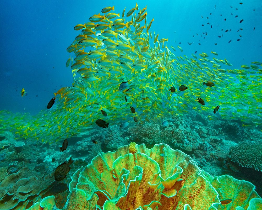Yellow snapper school above coral-Miniloc Island-Palawan-Philippines art print by Tim Fitzharris for $57.95 CAD
