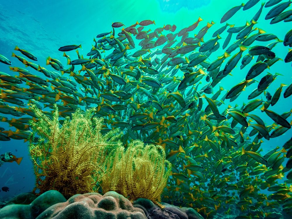 Yellow snapper school above coral-Miniloc Island-Palawan-Philippines art print by Tim Fitzharris for $57.95 CAD