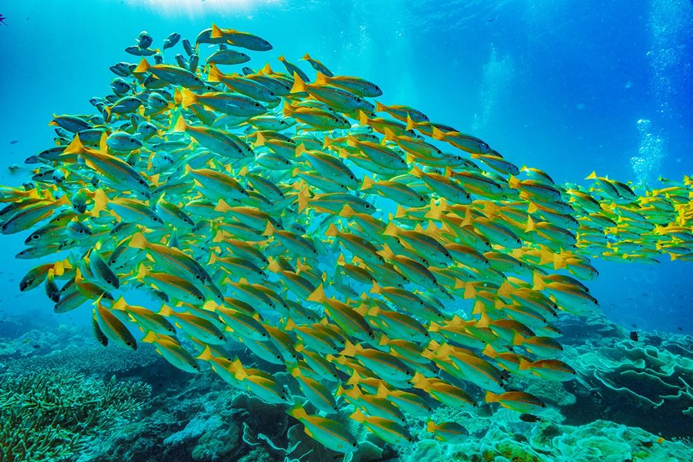 Yellow snapper school-Miniloc Island-Palawan-Philippines art print by Tim Fitzharris for $57.95 CAD