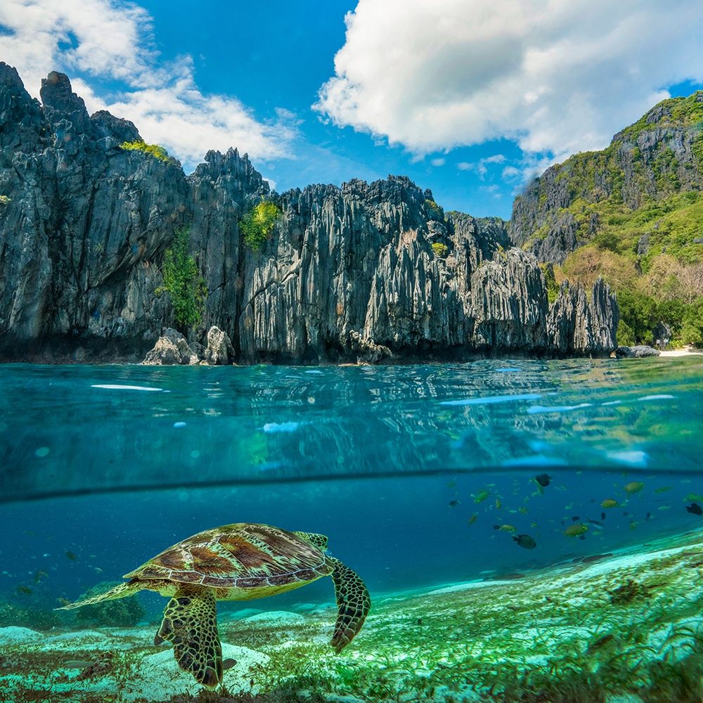 Green sea turtle and sharst cliffs near Secret Lagoon-Palawan-Philippines art print by Tim Fitzharris for $57.95 CAD