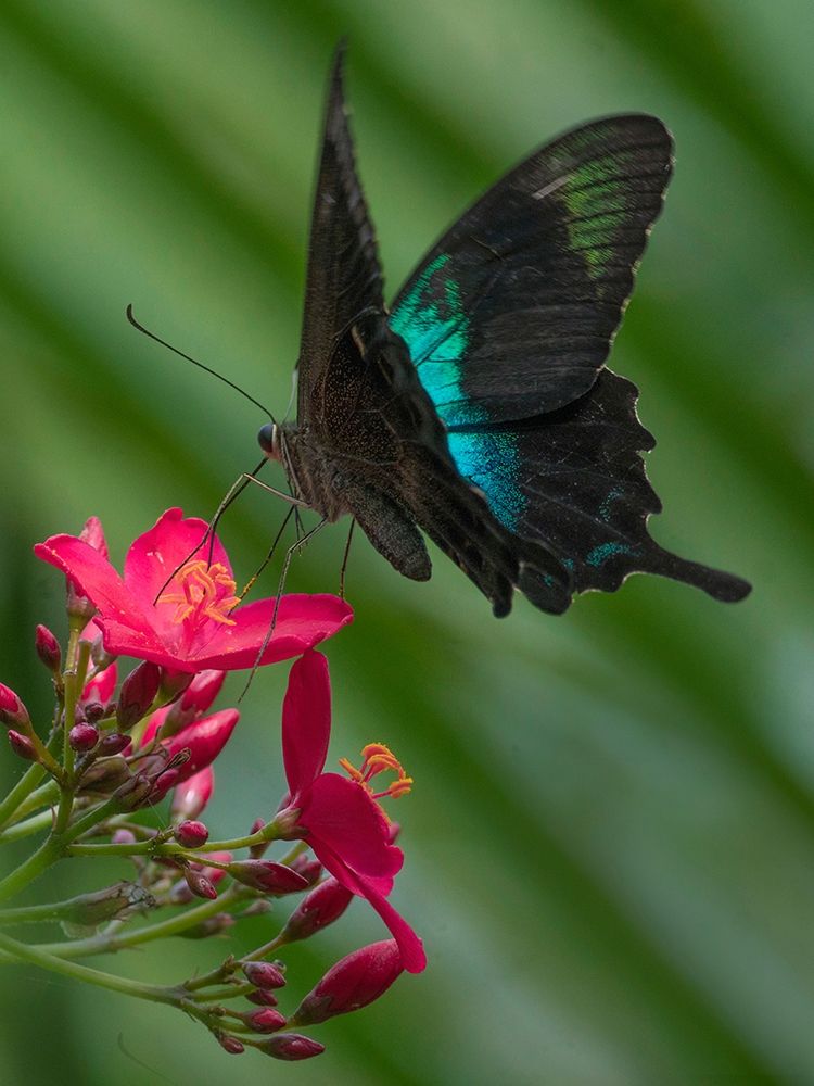 Papilio pranthus butterfly-Indonesia art print by Tim Fitzharris for $57.95 CAD