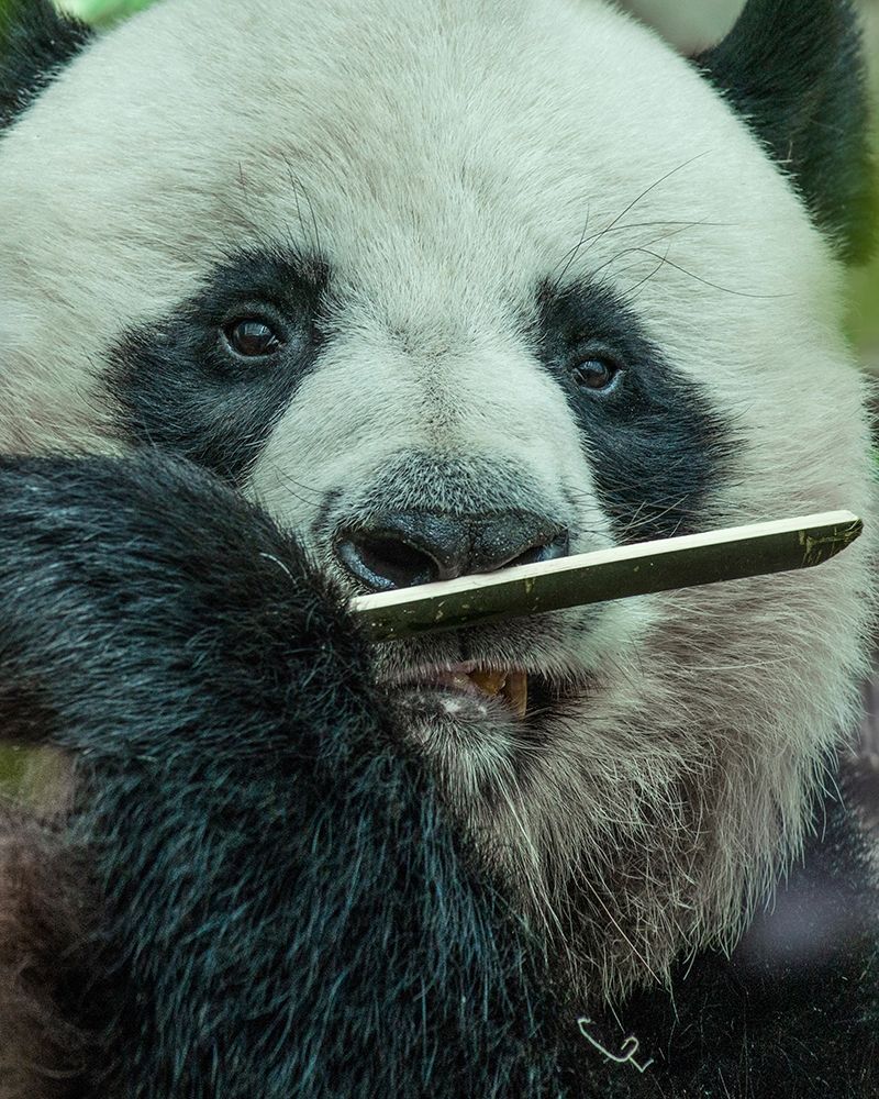 Panda eating bamboo art print by Tim Fitzharris for $57.95 CAD