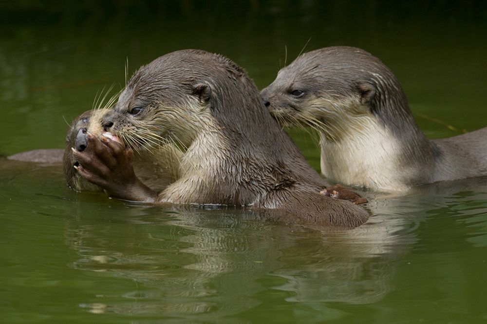 Asiatic otters-Sabah-Malayasia art print by Tim Fitzharris for $57.95 CAD