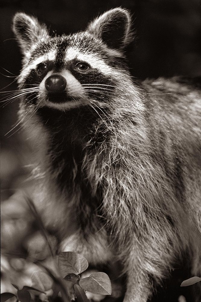 Raccoon Sepia art print by Tim Fitzharris for $57.95 CAD