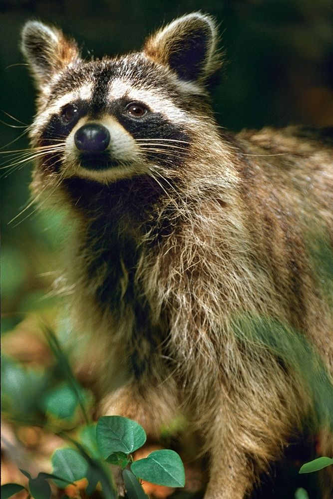Raccoon art print by Tim Fitzharris for $57.95 CAD