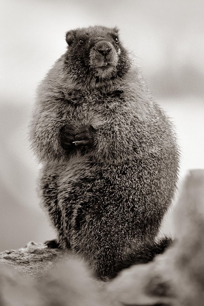 Yellow-bellied marmot Sepia art print by Tim Fitzharris for $57.95 CAD