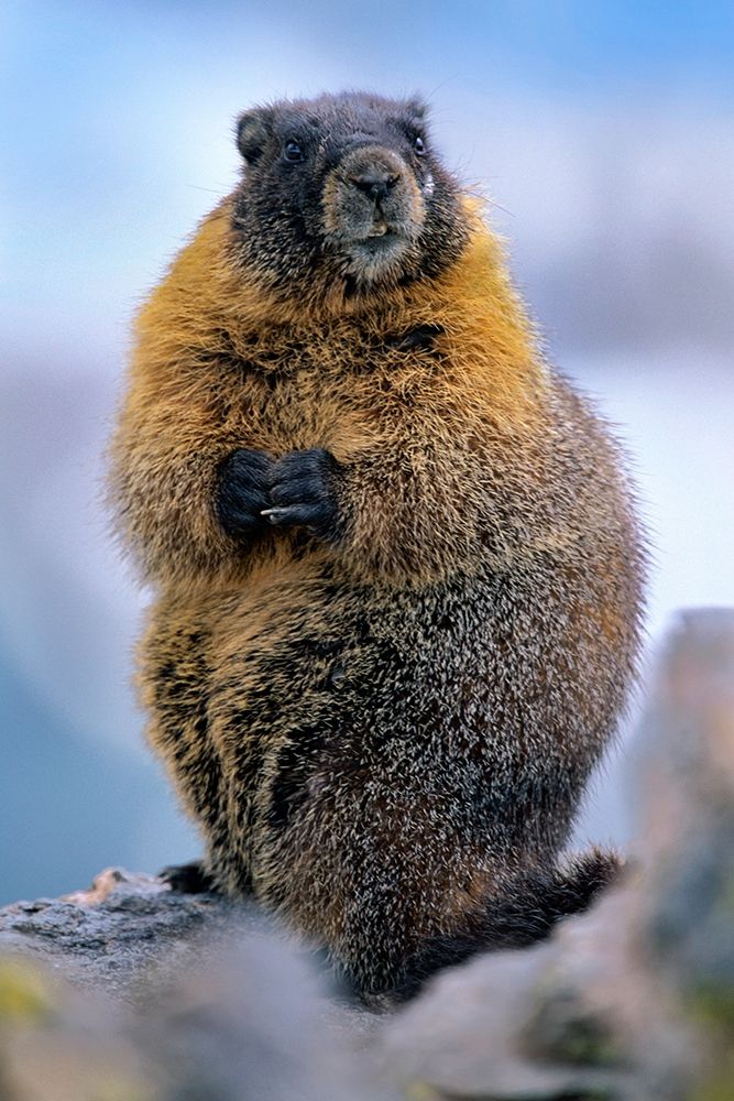 Yellow-bellied marmot art print by Tim Fitzharris for $57.95 CAD