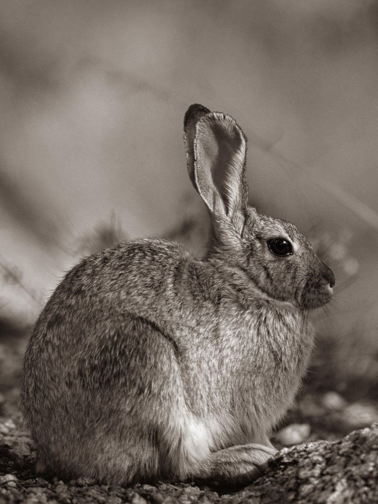 Desert Cottontail Sepia art print by Tim Fitzharris for $57.95 CAD