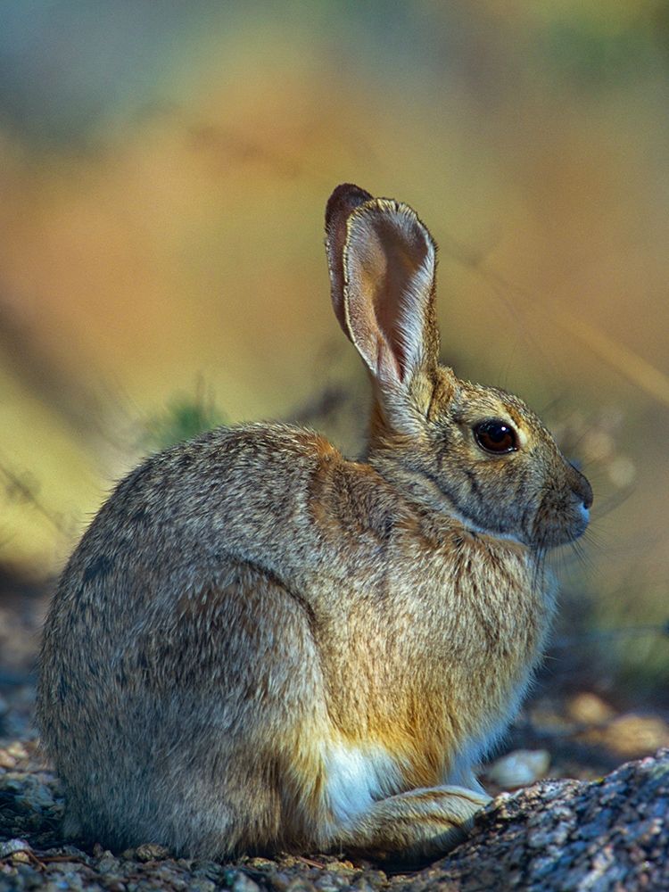 Desert Cottontail art print by Tim Fitzharris for $57.95 CAD