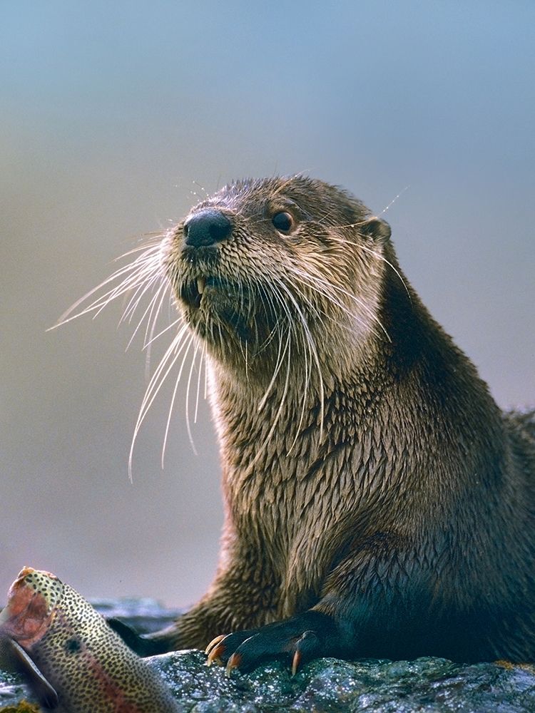 River Otter with fish art print by Tim Fitzharris for $57.95 CAD