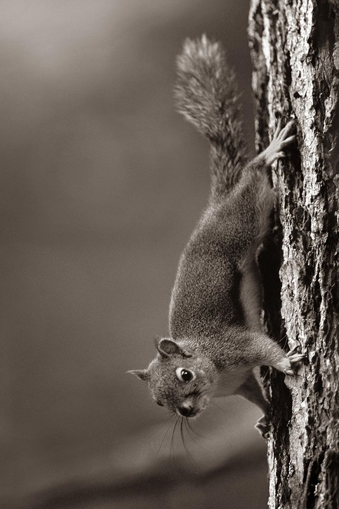 Red Squirrel on trunk Sepia art print by Tim Fitzharris for $57.95 CAD