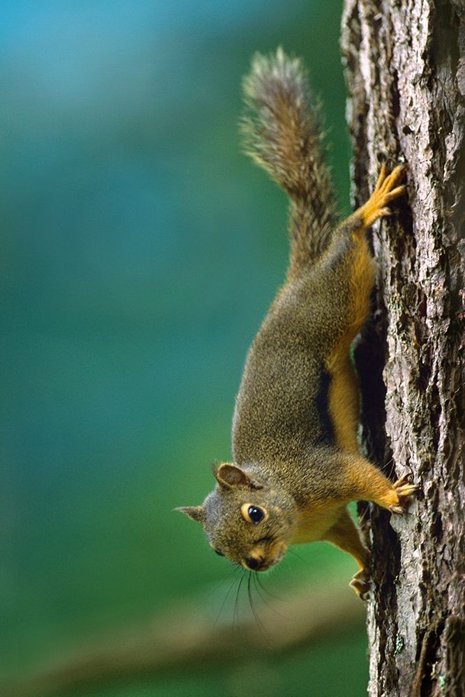 Red Squirrel on trunk art print by Tim Fitzharris for $57.95 CAD