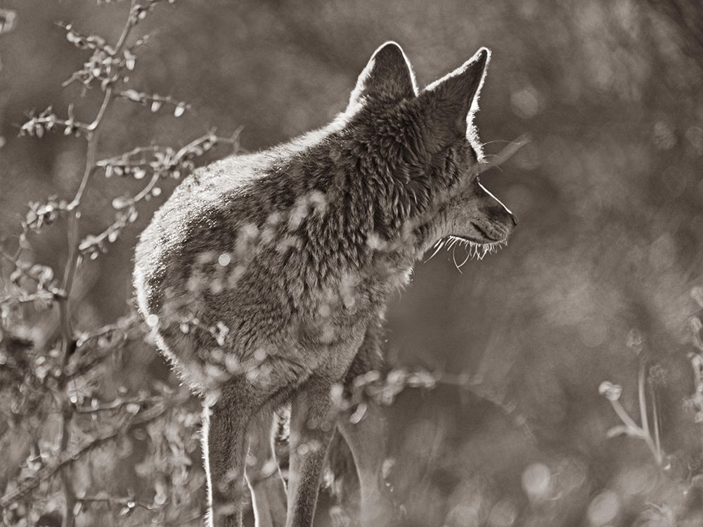 Coyote Scouting Sepia art print by Tim Fitzharris for $57.95 CAD