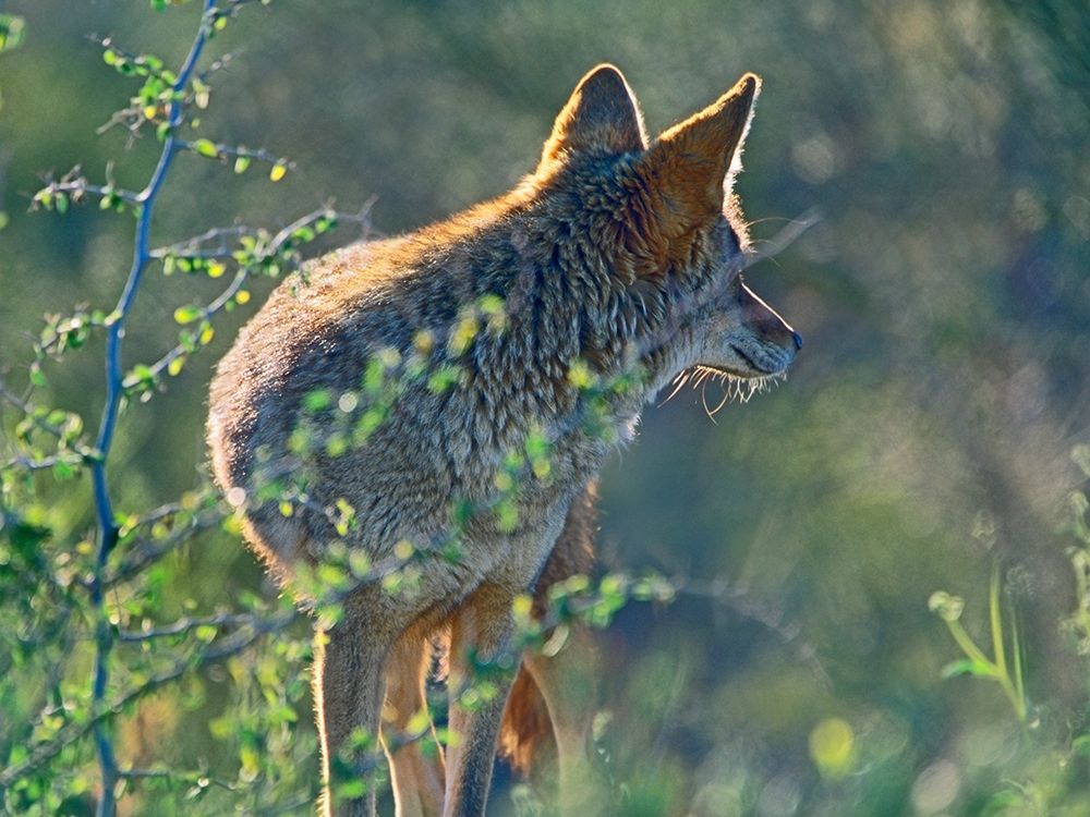 Coyote Scouting art print by Tim Fitzharris for $57.95 CAD