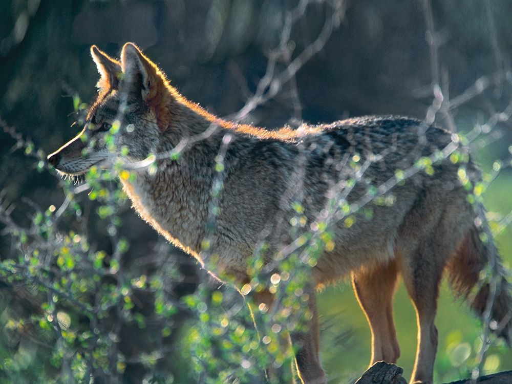 Coyote Hunting art print by Tim Fitzharris for $57.95 CAD