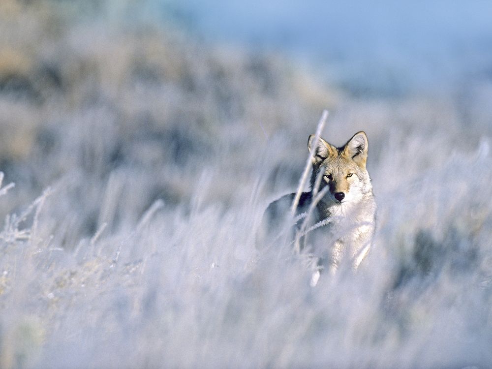 Coyote art print by Tim Fitzharris for $57.95 CAD