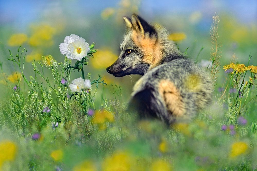 Red Fox in Wildflowers art print by Tim Fitzharris for $57.95 CAD