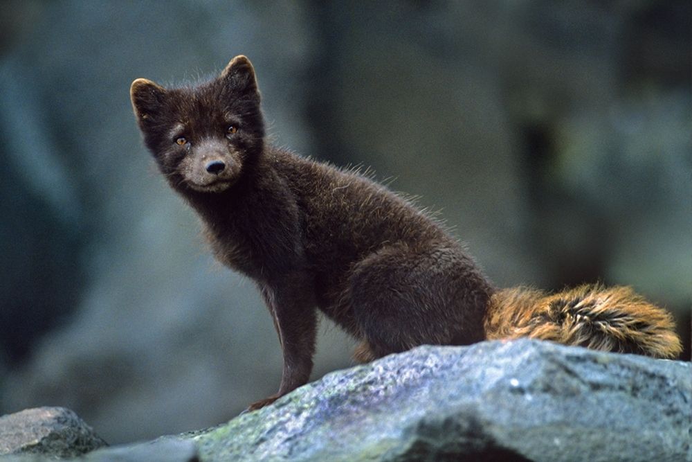 Arctic Fox on Rock art print by Tim Fitzharris for $57.95 CAD