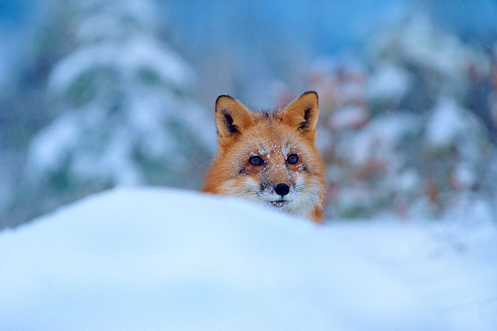 Red Fox in Snow art print by Tim Fitzharris for $57.95 CAD