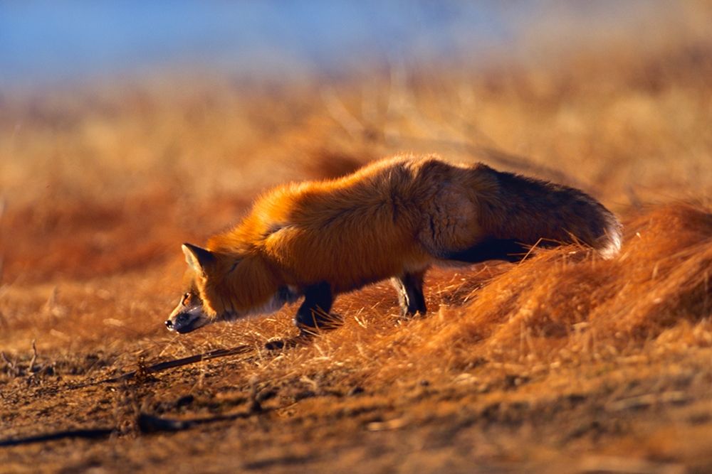 Red Fox Stalking art print by Tim Fitzharris for $57.95 CAD