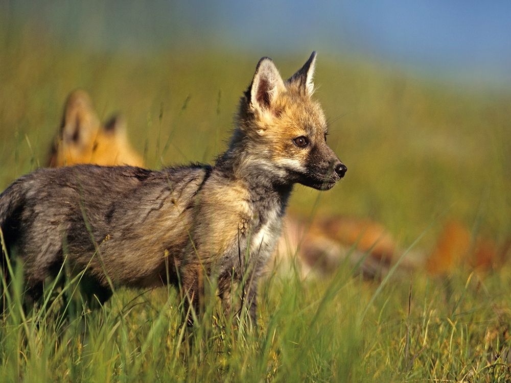 Red Fox Pup art print by Tim Fitzharris for $57.95 CAD