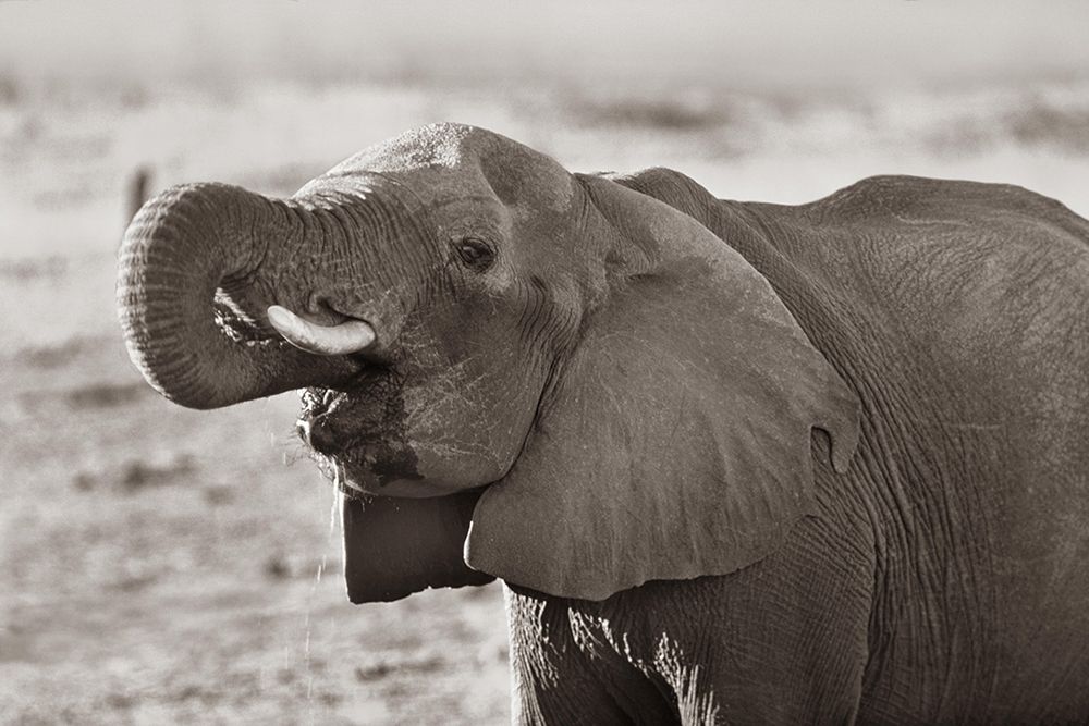 African elephant drinking-Zimbabwe Sepia art print by Tim Fitzharris for $57.95 CAD