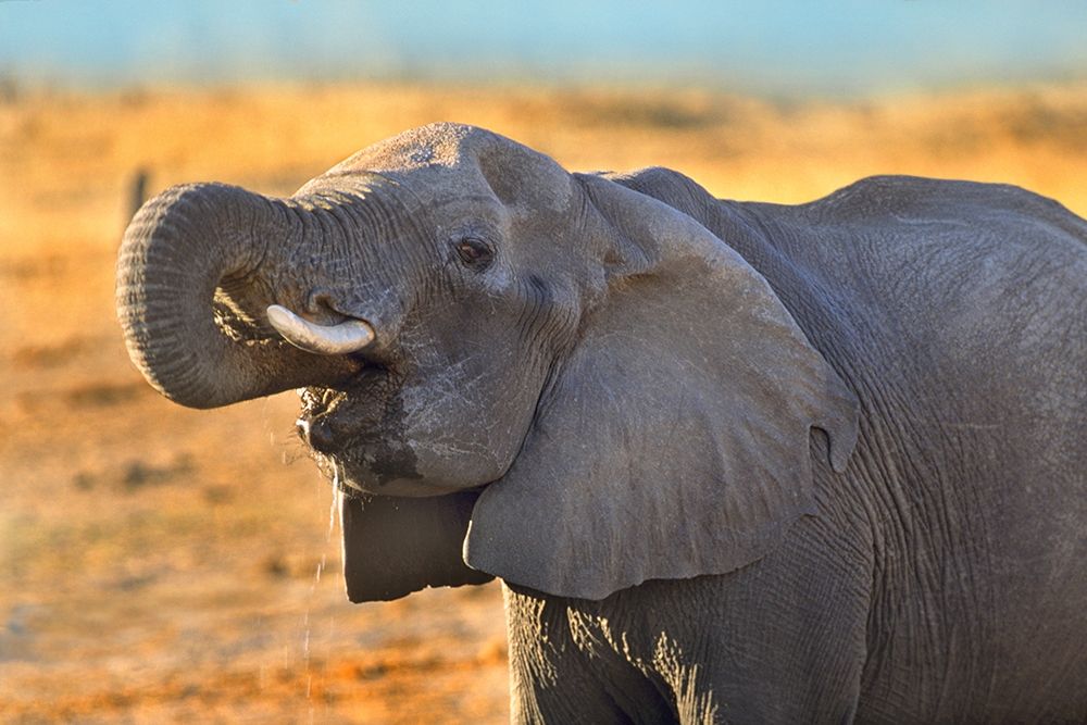 African elephant drinking-Zimbabwe art print by Tim Fitzharris for $57.95 CAD