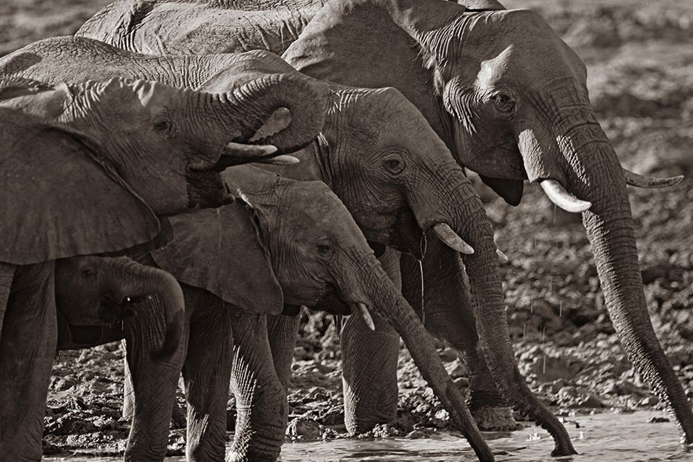 African elephants at a waterhole-Zimbabwe Sepia art print by Tim Fitzharris for $57.95 CAD