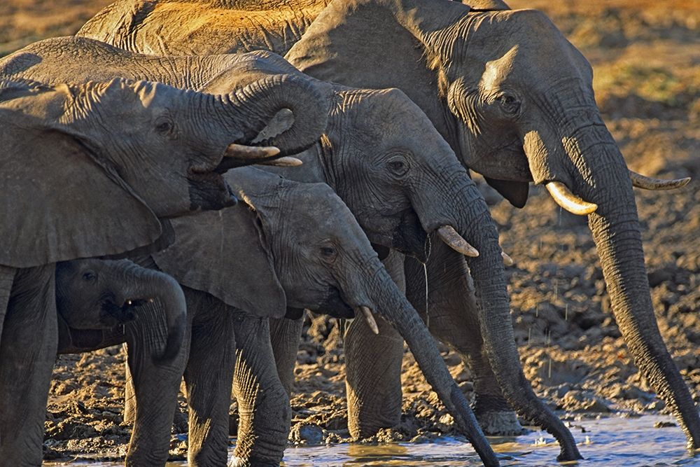 African elephants at a waterhole-Zimbabwe art print by Tim Fitzharris for $57.95 CAD