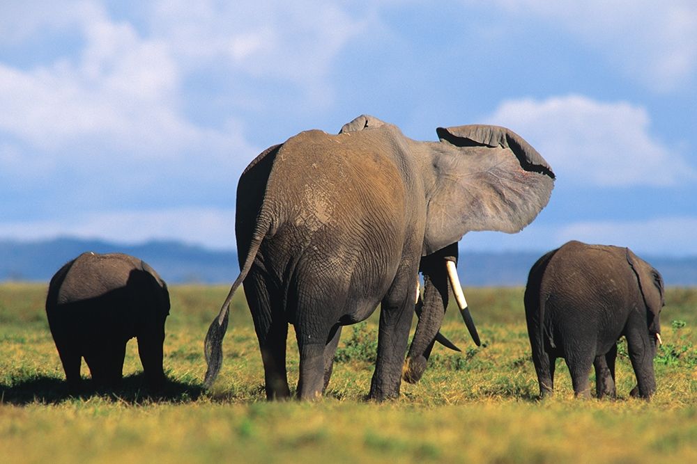 African elephants-Amboseli National Park-Kenya art print by Tim Fitzharris for $57.95 CAD