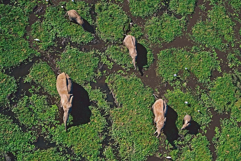 African elephants in marsh-Amboseli National Park-Kenya art print by Tim Fitzharris for $57.95 CAD