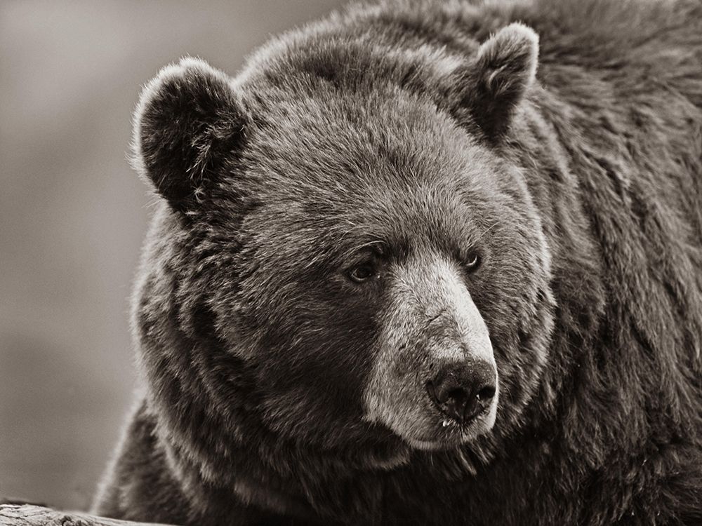Cinnamon Black Bear Sepia art print by Tim Fitzharris for $57.95 CAD