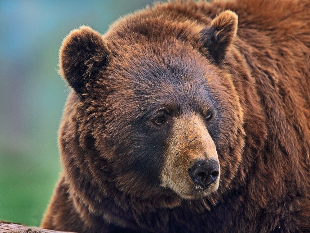 Cinnamon Black Bear art print by Tim Fitzharris for $57.95 CAD