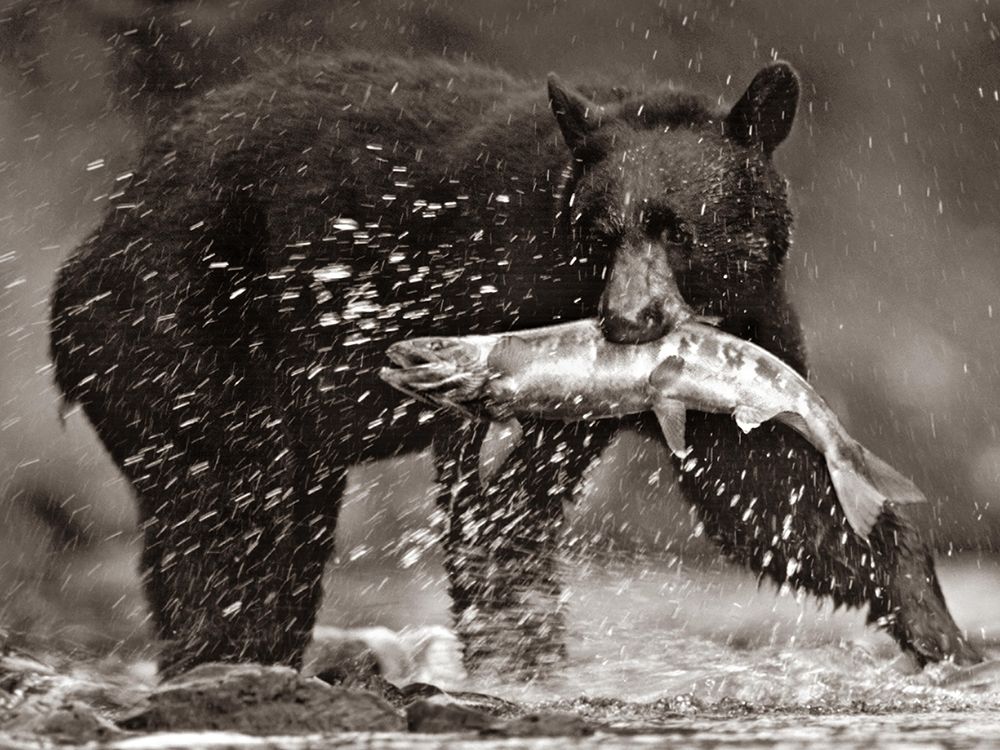 Black bear with Salmon Sepia art print by Tim Fitzharris for $57.95 CAD