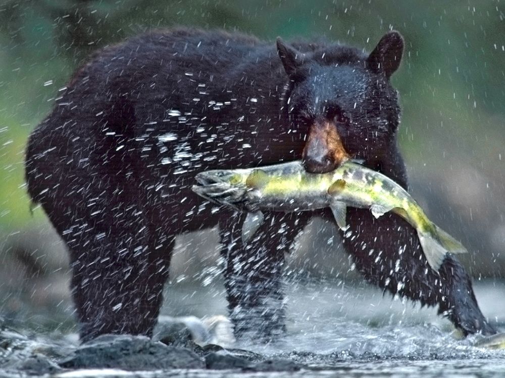 Black bear with Salmon art print by Tim Fitzharris for $57.95 CAD