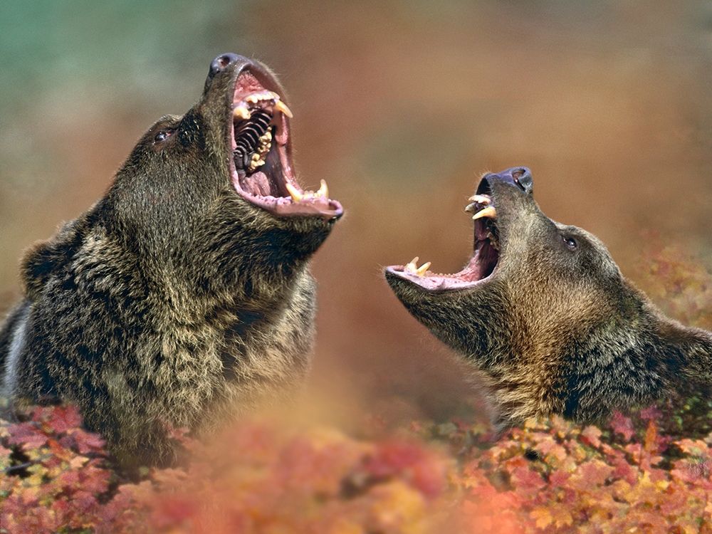 Grizzly bears art print by Tim Fitzharris for $57.95 CAD