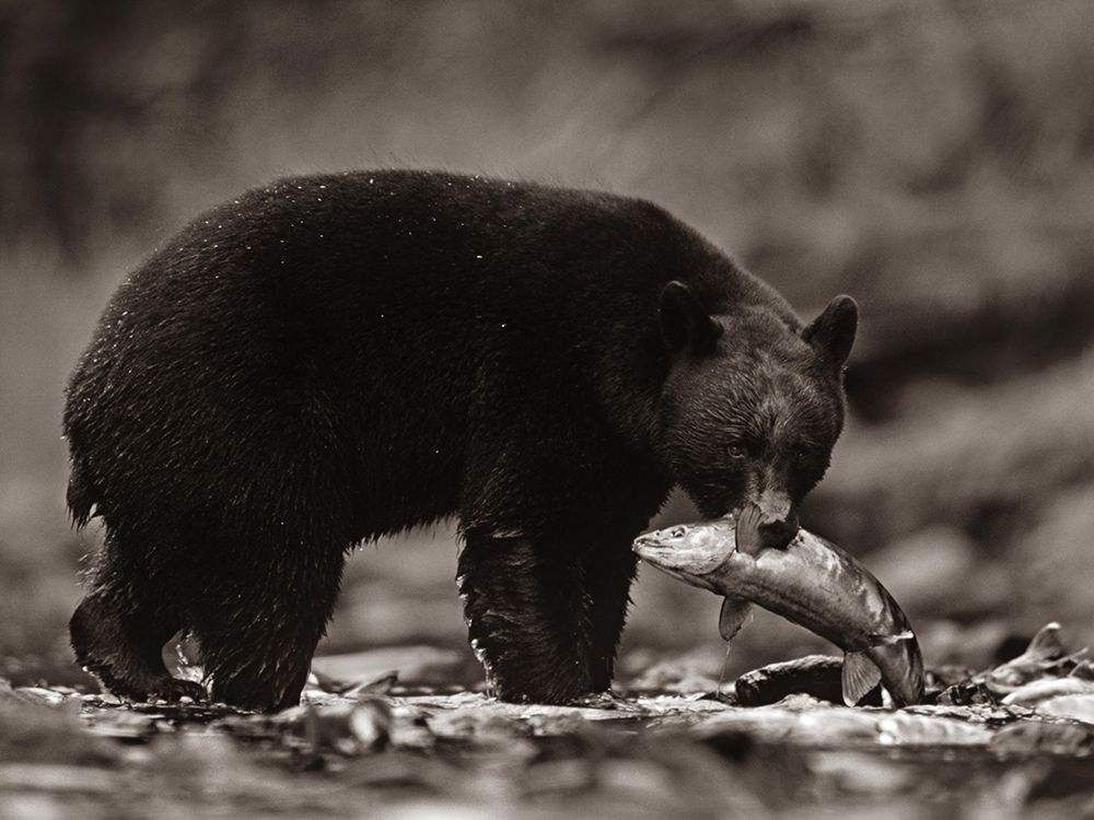 Black bear with salmon Sepia art print by Tim Fitzharris for $57.95 CAD