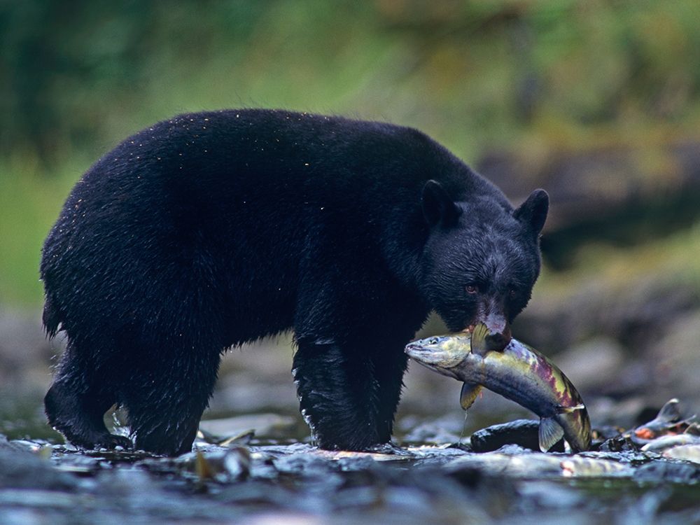 Black bear with salmon art print by Tim Fitzharris for $57.95 CAD