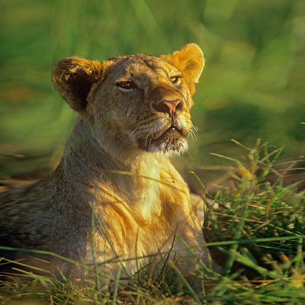 African Lioness sniffing art print by Tim Fitzharris for $57.95 CAD