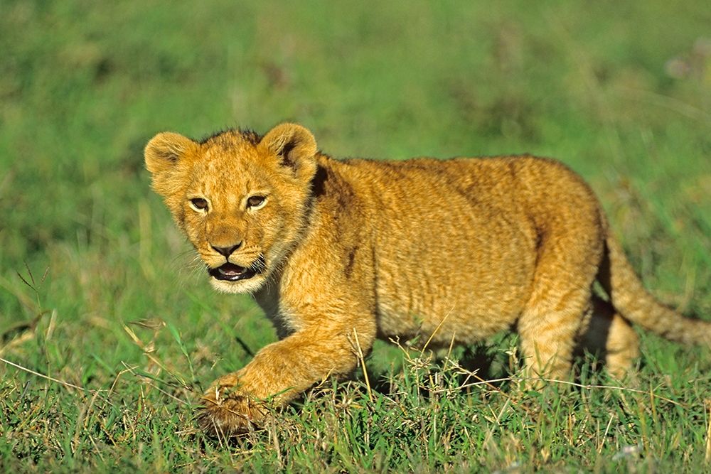African Lion cub art print by Tim Fitzharris for $57.95 CAD